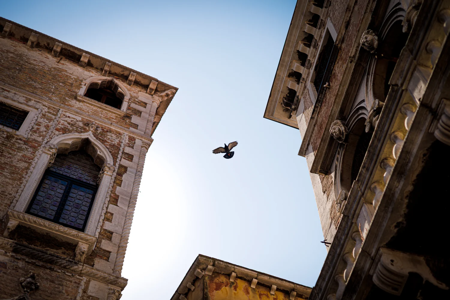 Lintu lentää kattojen yli