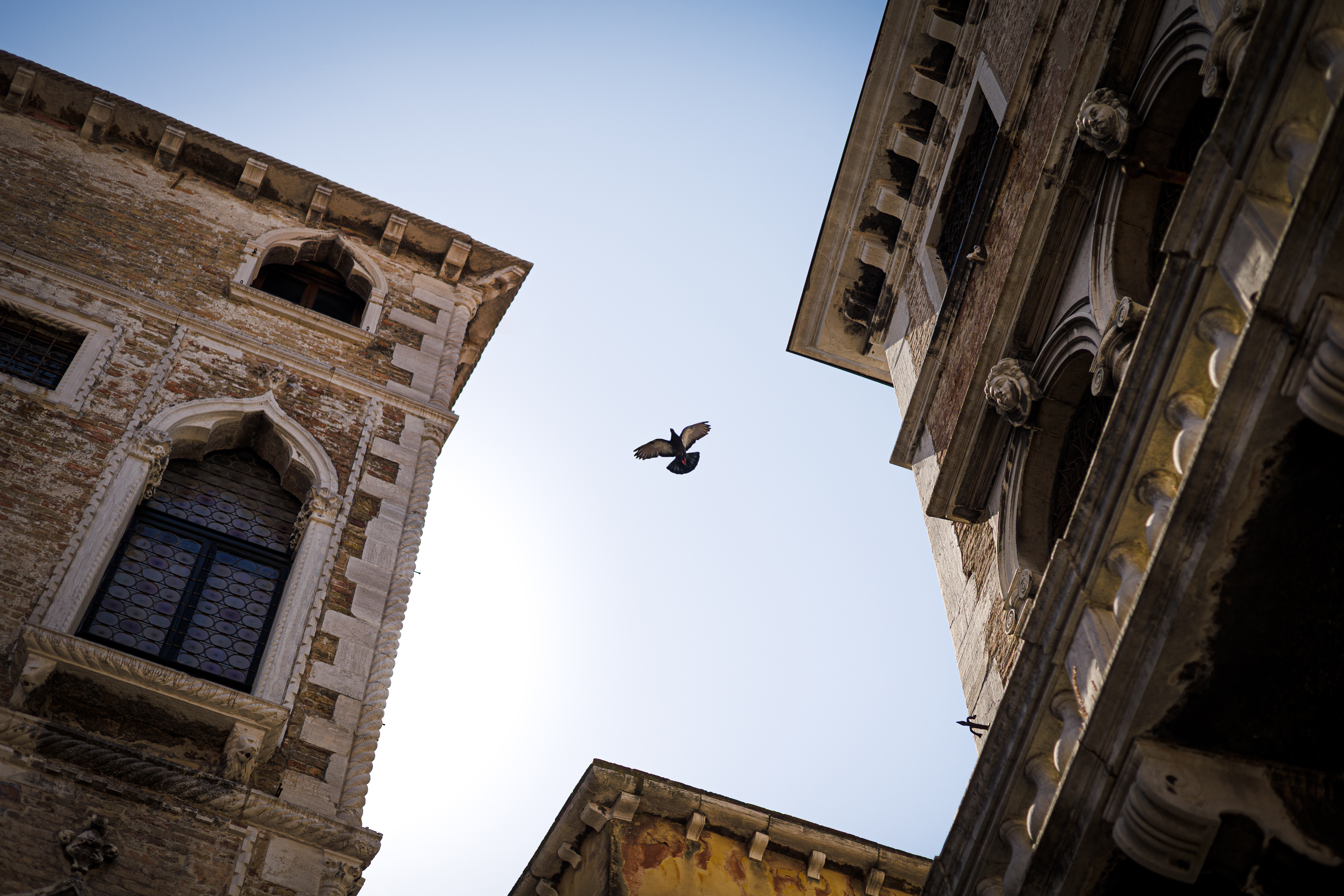 Lintu lentää kattojen yli